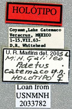 Adetus catemaco by the Smithsonian. Used under a CC0 license.