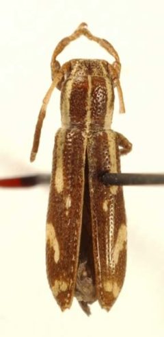 Adetus catemaco by the Smithsonian. Used under a CC0 license.