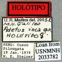 Adetus inca by the Smithsonian. Used under a CC0 license.