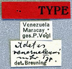 Adetus venezuelensis by the Smithsonian. Used under a CC0 license.