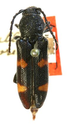 Agallissus floridanus by the Smithsonian. Used under a CC0 license.