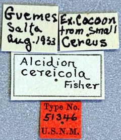 Alcidion cereicola by the Smithsonian. Used under a CC0 license.