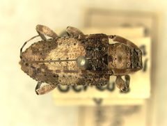 Alcidion cereicola by the Smithsonian. Used under a CC0 license.