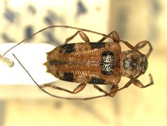 Alcidion quinquemaculatum by the Smithsonian. Used under a CC0 license.