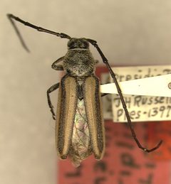 Amannus atriplicis by the Smithsonian. Used under a CC0 license.