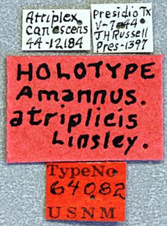 Amannus atriplicis by the Smithsonian. Used under a CC0 license.