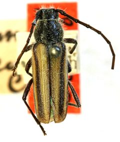 Amannus brevis by the Smithsonian. Used under a CC0 license.