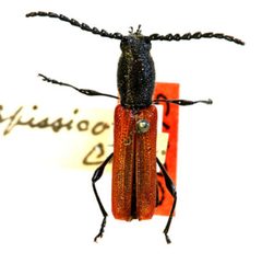 Ancylocera bicolor spissicornis by the Smithsonian. Used under a CC0 license.