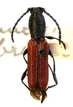 Ancylocera brevicornis by the Smithsonian. Used under a CC0 license.