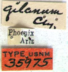 Aneflomorpha gilana by the Smithsonian. Used under a CC0 license.