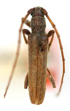 Aneflomorpha gilana by the Smithsonian. Used under a CC0 license.