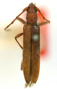 Aneflomorpha longipennis by the Smithsonian. Used under a CC0 license.