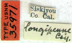 Aneflomorpha longipennis by the Smithsonian. Used under a CC0 license.
