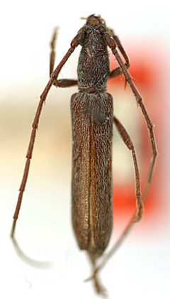 Aneflomorpha rectilinea by the Smithsonian. Used under a CC0 license.