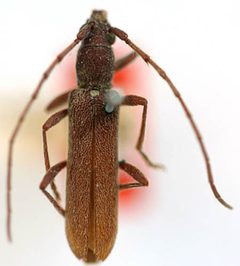 Aneflomorpha seminuda by the Smithsonian. Used under a CC0 license.