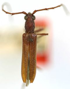 Aneflomorpha testacea by the Smithsonian. Used under a CC0 license.