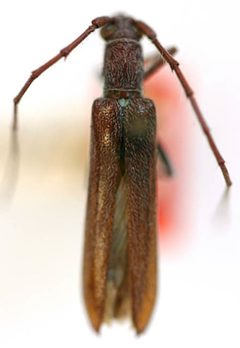 Aneflomorpha unispinosa by the Smithsonian. Used under a CC0 license.