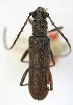 Aneflus cochisensis by the Smithsonian. Used under a CC0 license.