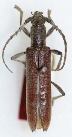 Aneflus pilosicornis by the Smithsonian. Used under a CC0 license.