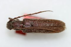 Aneflus prosopidis by the Smithsonian. Used under a CC0 license.