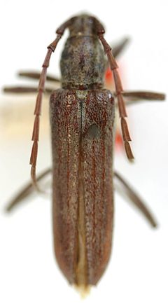 Aneflus sonoranus by the Smithsonian. Used under a CC0 license.