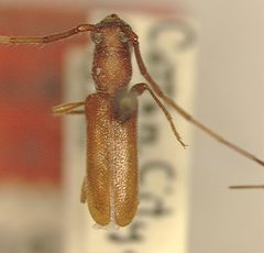 Anoplocurius canotiae by the Smithsonian. Used under a CC0 license.