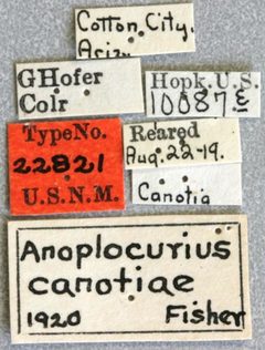 Anoplocurius canotiae by the Smithsonian. Used under a CC0 license.