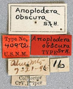 Anoplodera obscura by the Smithsonian. Used under a CC0 license.