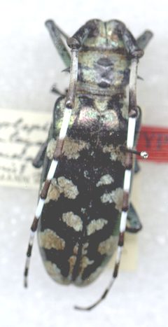 Anoplophora stanleyana var. melancholica by the Smithsonian. Used under a CC0 license.