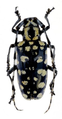 Anoplophora stanleyana var. grisea by the Smithsonian. Used under a CC0 license.