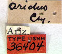 Archodontes aridus by the Smithsonian. Used under a CC0 license.
