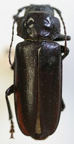 Archodontes aridus by the Smithsonian. Used under a CC0 license.
