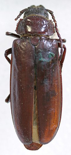 Archodontes (Paramallus) arizonicus by the Smithsonian. Used under a CC0 license.