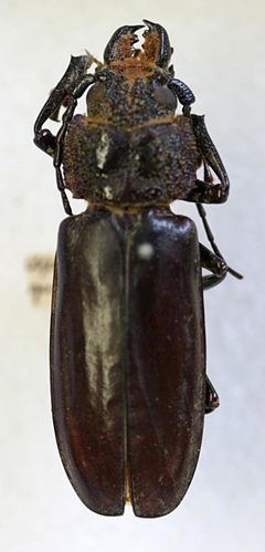 Archodontes (Aplagiognathus) guatemalensis by the Smithsonian. Used under a CC0 license.