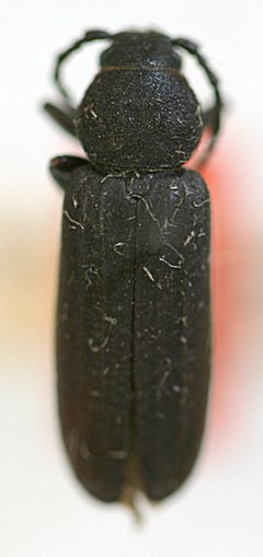 Asemum carolinum by the Smithsonian. Used under a CC0 license.