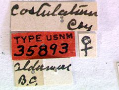 Asemum costulatum by the Smithsonian. Used under a CC0 license.