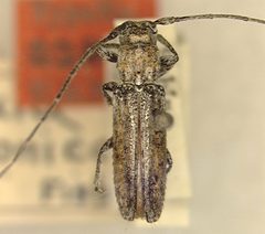 Ataxia arizonica by the Smithsonian. Used under a CC0 license.