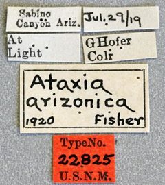 Ataxia arizonica by the Smithsonian. Used under a CC0 license.