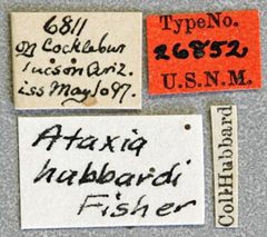 Ataxia hubbardi by the Smithsonian. Used under a CC0 license.