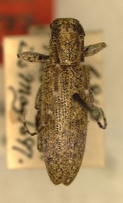 Ataxia hubbardi by the Smithsonian. Used under a CC0 license.
