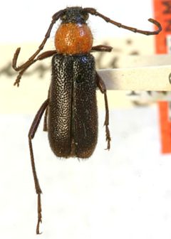 Batyle punctipennis by the Smithsonian. Used under a CC0 license.