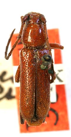 Batyle suturalis cylindrella by the Smithsonian. Used under a CC0 license.