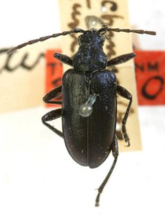 Brachysomida aterrima by the Smithsonian. Used under a CC0 license.