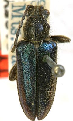 Brachysomida caerulea chalybea by the Smithsonian. Used under a CC0 license.