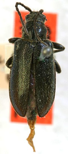 Brachysomida californica proxima by the Smithsonian. Used under a CC0 license.