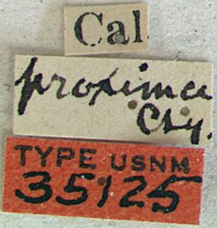 Brachysomida californica proxima by the Smithsonian. Used under a CC0 license.