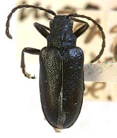 Brachysomida morata by the Smithsonian. Used under a CC0 license.