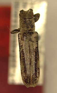Cacostola grisea by the Smithsonian. Used under a CC0 license.