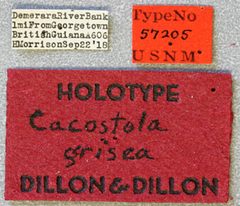 Cacostola grisea by the Smithsonian. Used under a CC0 license.