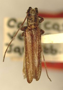 Cacostola sirena by the Smithsonian. Used under a CC0 license.